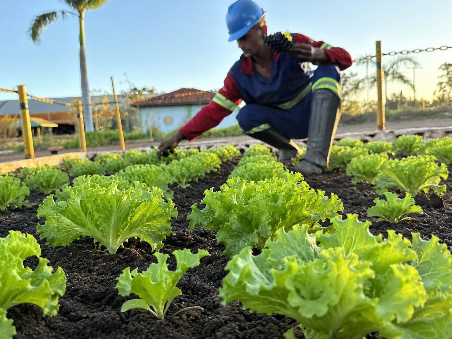 Colaborador da Nobre Demolidora cuidando de horta em área recuperada